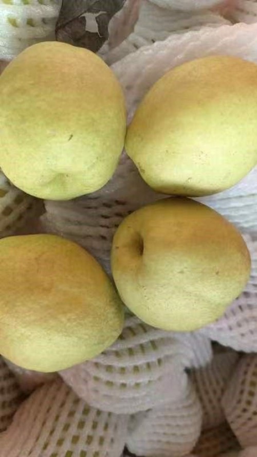 Korla Fragrant Pear